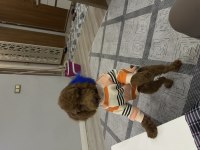 Poodle köpeği sahiplendirme