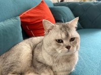 British shorthair 40 günlük