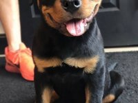 Rottweiler Kapıda Ödemeli Çiftlik Kredi Kartı Geçerli