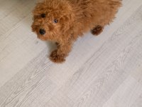 6 Aylık Dişi Toy Poodle