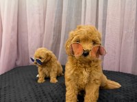 Teacup Maltipoo 