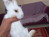 Teddy Hollanda lop yavru tavşan