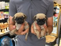 IRK VE SAĞLIK GARANTİLİ PUG YAVRULARIMIZ (MERSİN)