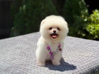 Ayıcık Surat Pomeranian Boo Yavrumuz