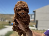 Petmode köpek çiftliğinden toy poodle