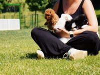 SEVİMLİ MALTİPOO YAVRULARI 