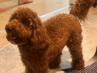 Poodle Oğlumuza Eş Arıyoruz