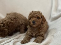 AŞILI WC EĞİTİMLİ TOY POODLE YAVRULAR