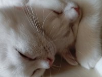 Beyaz scottish fold