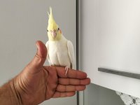 60 günlük yavru sultan papağanı ele alıştırmalık