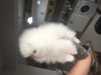 TEDDY BEAR SURAT TEACUP POMERANİAN ERKEK
