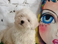 Maltese terrier minik dostlar