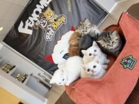 KEDİ DÜNYASINDAN RENK RENK BRITISH YAVRULAR ANKARA