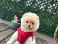 Üst Kalite Pomeranian Boo