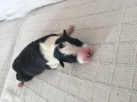 Red Blue Kahverengi Border Collie