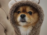 Çiftleşmeye uygun dişi pomeranian aranıyor