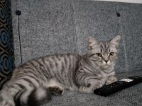 British shorthair 8 aylık erkek kedimiz