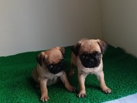 Pink taşıyıcı pug