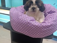 3 aylık dişi shih tzu yavrular