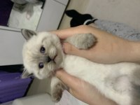 British shorthair 1 aylık