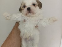 Shih-tzu yavrular
