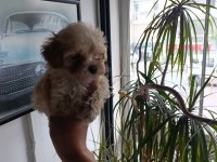 Sevimli maltipoo bebekler