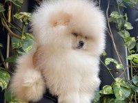Mersin pomeranian boo köpekler