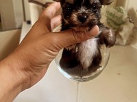 Muhteşem Morkie bebeklerimiz