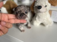 Mikro Exotic French Bulldog Yavrular