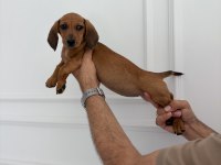3 aylık Ukrayna doğumlu dişi dachshund yavrumuz