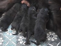 ALMAN KÖPEĞİ YAVRULARI