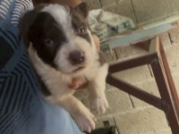 Şeker Köpekler Bunlar