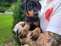 Doberman bebekler kapınıza kadar teslim ediyoruz