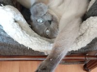Blue point 1,5 yaşında british shorthair