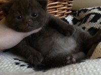 British Shorthair Chocolatte Lilac Ve Fawn Bebeklerim