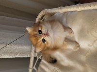 Son Golden British Longhair Erkek