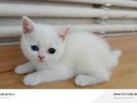 Kardeş british shorthair kediler