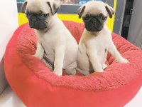 A kalite pug mobs yavrular