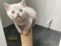 Sarı british shorthair yavrumuz