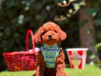 Orjinal Toy Poodle Yavruları