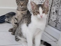 İKİ MİNİK KARDEŞ KEDİMİZ YUVA ARIYOR