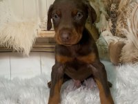 Safkan kızıl doberman yavruları