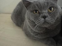 Ücretsiz British Shorthair Kısır Erkek