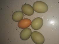 Yeşil Tavuk Yumurtası