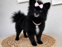Türkiye'de Bulunan En Minik Pomeranian 1.120 Kilogram