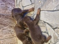 Doberman yavrularımız
