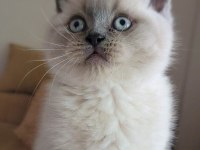 A Kalite British Shorthair Blue Point Yavrular Yer Ankara