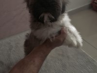 Shih-tzu yavrularımız