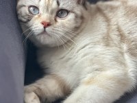 British exotic shorthair