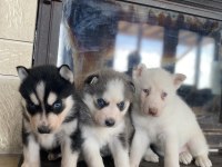 Husky Bebekler Dişi Ve Erkek